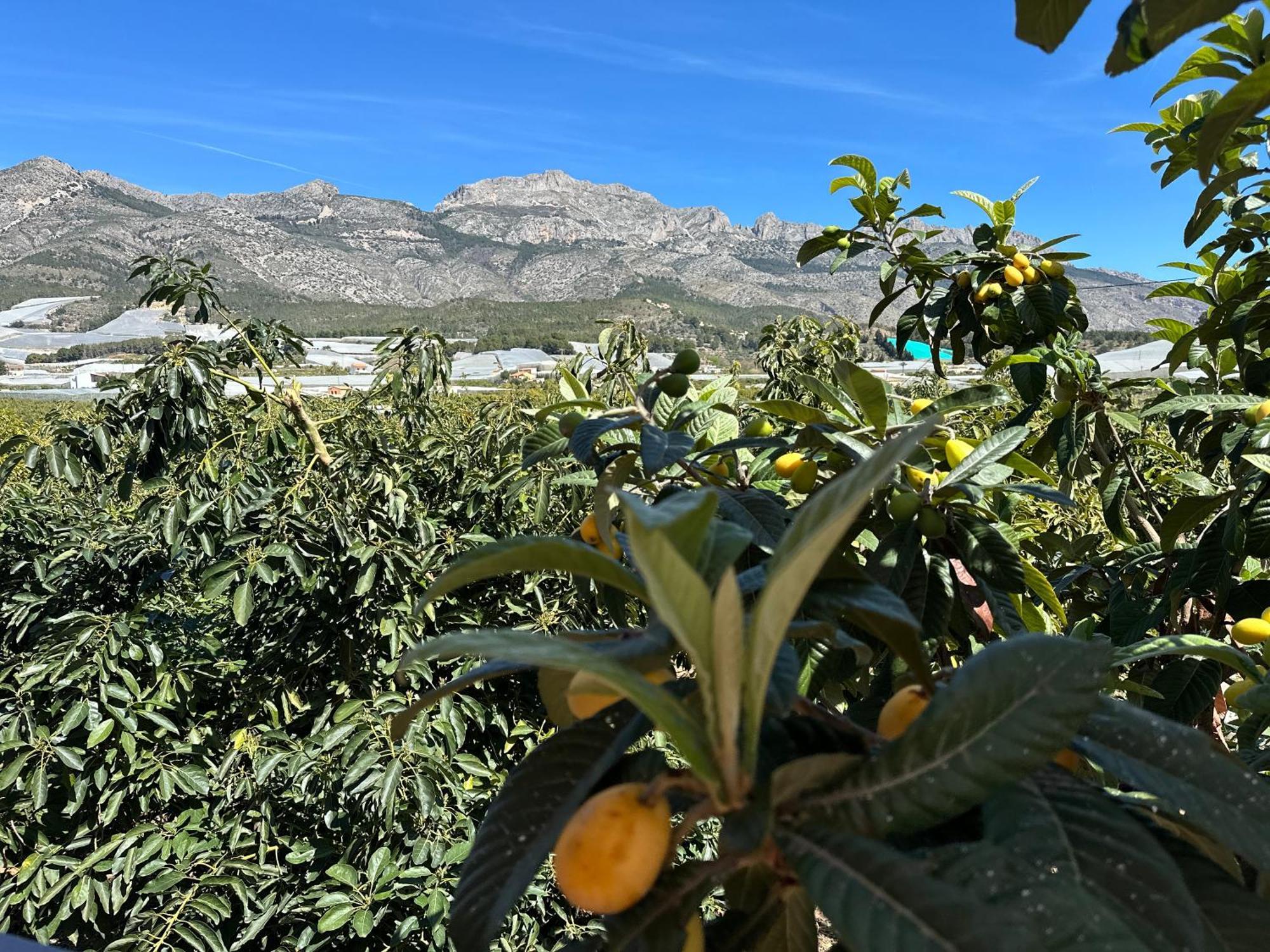 Casa Rural Altaret Callosa de Ensarriá エクステリア 写真